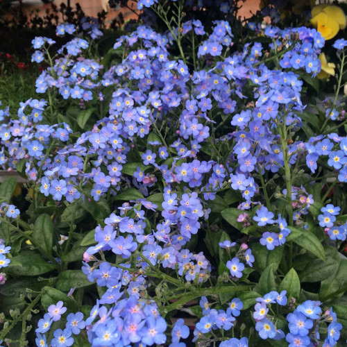 Myosotis de Bouture Myomark