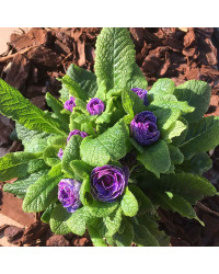 Primevere Belarina Amethyst Ice