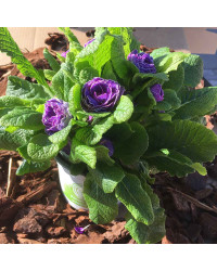 Primevere Belarina Amethyst Ice
