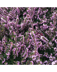 Bruyère Erica Darleyensis rose