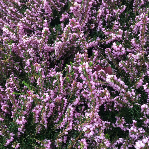 Bruyère Erica Darleyensis rose