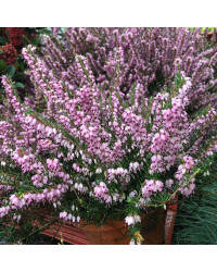 Bruyère Erica Darleyensis rose