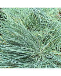 Festuca Azurit