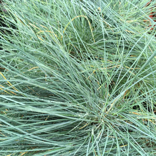 Festuca Azurit