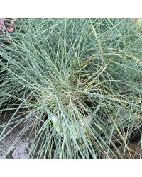 Festuca Azurit