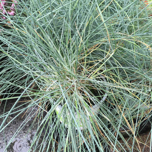 Festuca Azurit