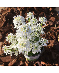 Iberis Sempervirens Snow Cone