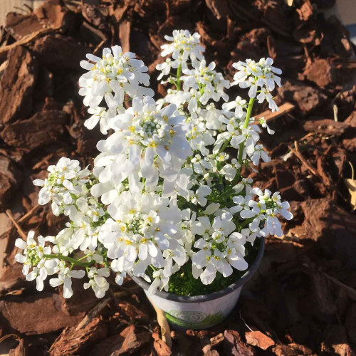 Iberis Sempervirens Snow Cone