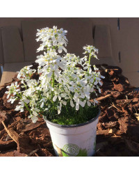 Iberis Sempervirens Snow Cone