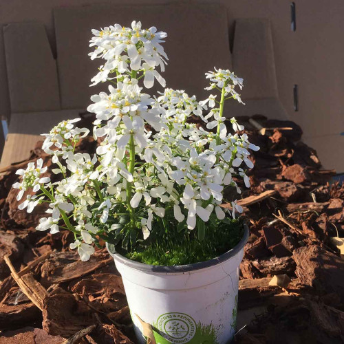 Iberis Sempervirens Snow Cone