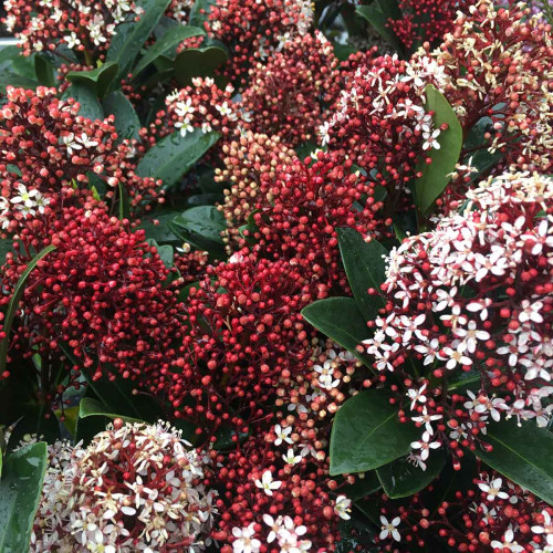 Skimmia Japonica vivace rouge