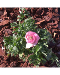 Renoncule Asiaticus Maché Rose