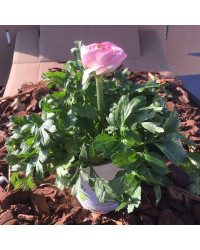 Renoncule Asiaticus Maché Rose