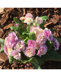 Primula Belarina Pink Champagne