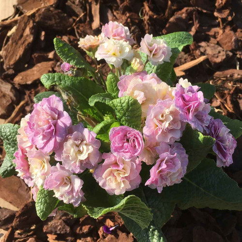 Primula Belarina Pink Champagne