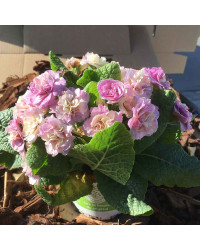 Primula Belarina Pink Champagne
