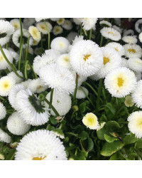 Paquerette Bellis Perennis 'Tasso White'