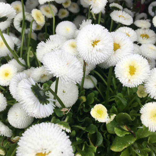 Paquerette Bellis Perennis 'Tasso White'