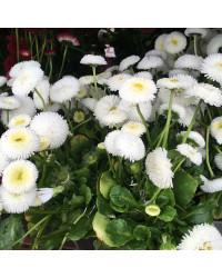 Paquerette Bellis Perennis 'Tasso White'