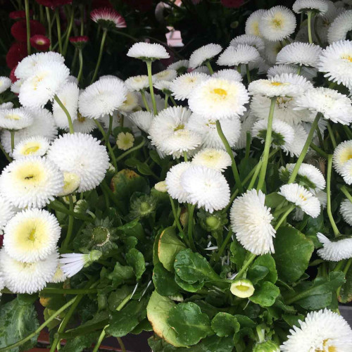 Paquerette Bellis Perennis 'Tasso White'