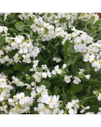 Arabis Alabastar