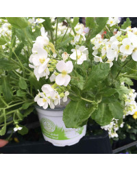 Arabis Alabastar