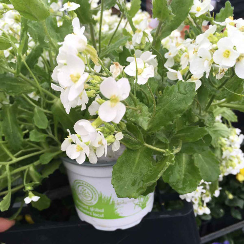 Arabis Alabastar