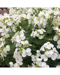 Arabis Alabastar
