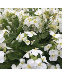 Arabis Alabastar