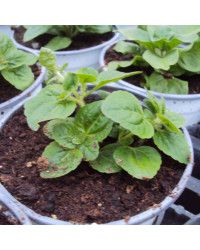 Ageratum Aguilera Purple