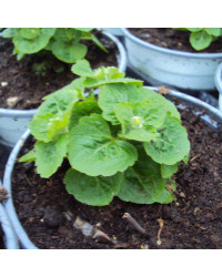 Ageratum Aguilera White
