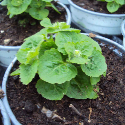 Ageratum Aguilera White