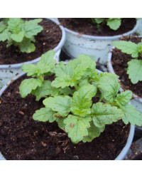 Ageratum Aguilera White