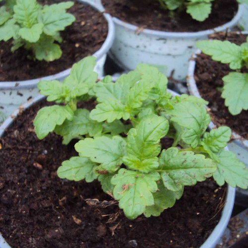 Ageratum Aguilera White