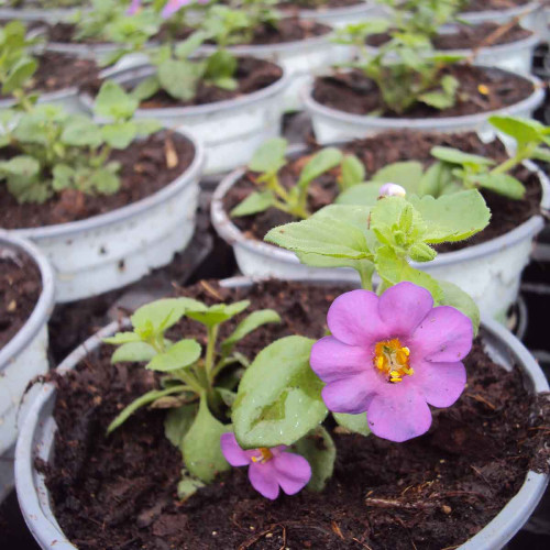 Bacopa Great Violet Glow