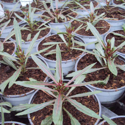 Gaura Lindheimeri Geyser Pink Gaudros