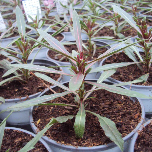 Gaura Lindheimeri Geyser Pink Gaudros