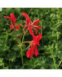Geranium Lierre Simple Rouge