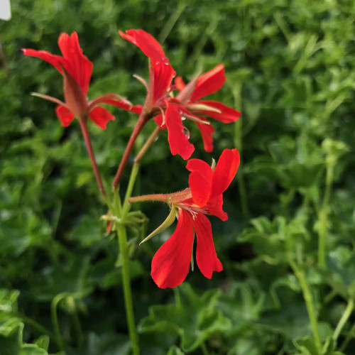 Geranium Lierre Simple Rouge