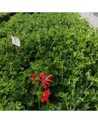 Geranium Lierre Simple Rouge