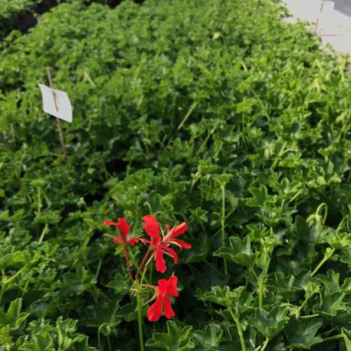 Geranium Lierre Simple Rouge