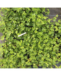 Geranium Lierre Simple Rouge
