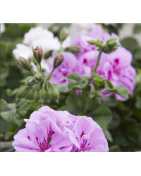 Geranium Lierre Temprano Butterfly