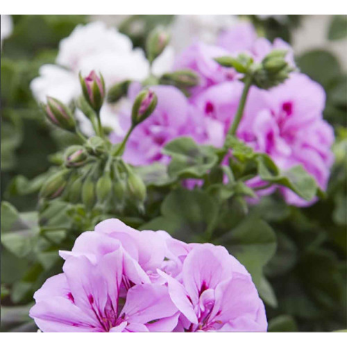 Geranium Lierre Temprano Butterfly