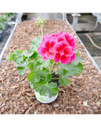 Geranium Zonal Spanish Wine Rose
