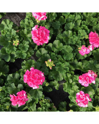 Geranium Zonal Spanish Wine Rose
