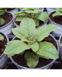 Petunia Retombant Surfinia Giant Blue
