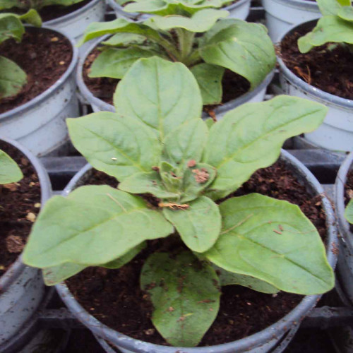 Petunia Retombant Surfinia Giant Blue