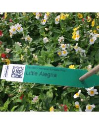 Trixi Triomio Sunsatia Little Solero