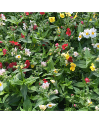 Trixi Triomio Sunsatia Little Solero